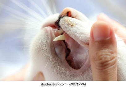 Checking Teeth Of Cat Close Up Shot