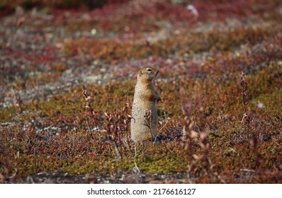 Cheeky Animal On Hudson Bay, Canada