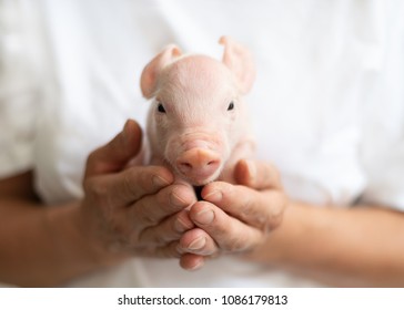 Cheeky Baby Pig In Hands, Farmer, Small Piglet 