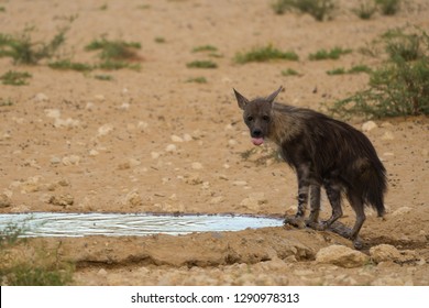 A Cheeky Brown Hyena Sticking His Tongue Out At The Photographer