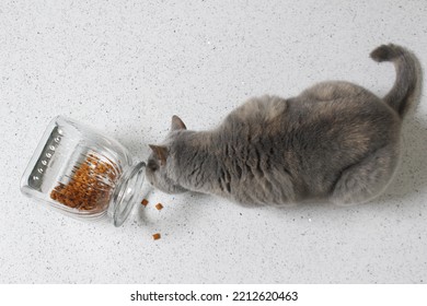 Cheeky Cat Finding Treats In A Jar