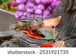 A cheeky chipmunk climbs over fall leaves as she scurries back to her home to deposit the corn in her cheeks