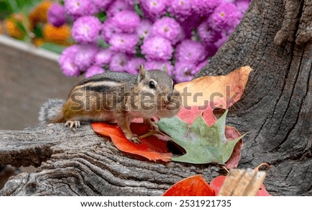 A cheeky chipmunk climbs over fall leaves as she scurries back to her home to deposit the corn in her cheeks