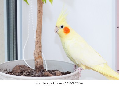 Cheeky Domestic Cockatiel Parrot Corella Plaing At Home