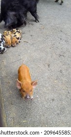 A Cheeky Light Brown Miniature Piglet. In The Background There Are Three Little Pigs And A Big Sow. Tiny Cute Pig Babys With Its Mother.