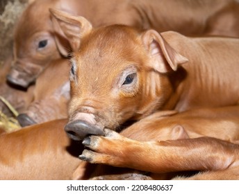 Cheeky Little Newborn Piglet Cuddled Up To His Siblings In A Barn In Yorkshire