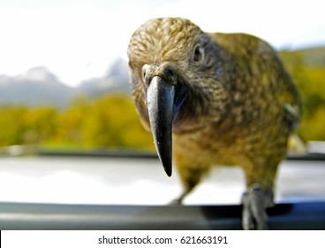 Cheeky NZ Kea