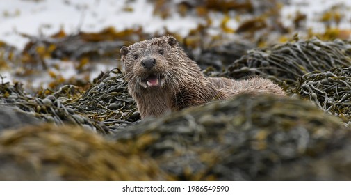 Cheeky Otter On The Isle Of Mull, Scotland, UK