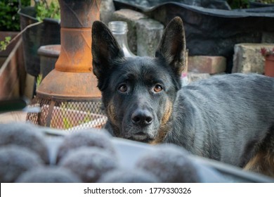 Cheeky Pet German Shepherd Dog At BBQ Eyeing Up Treats Begging