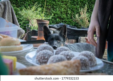 Cheeky Pet German Shepherd Dog At BBQ Watching For Treats And Begging