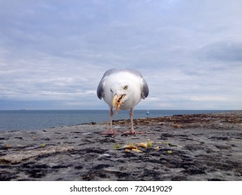 234 Cheeky seagull Images, Stock Photos & Vectors | Shutterstock