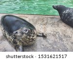 Cheeky seal posing for the camera