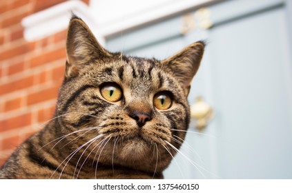 Cheeky tabby cat, looking at birds in the garden. Kent, England.