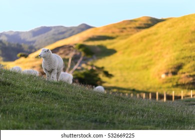 Cheeps enjoy life in the field of countryside  New Zealand 