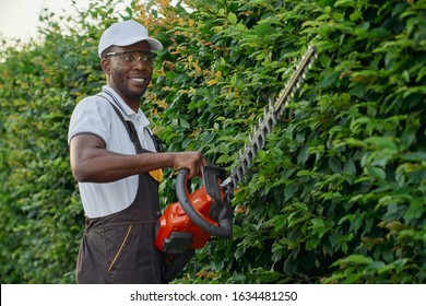 Cheerful afro american guy in brown overall, summer hat and glasses keeping patrol hedge trimmer and is going to pruning green bushes. Male gardener taking care about plants