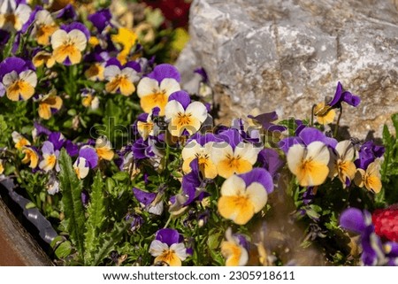 Cheerful arrangement of colorful pansy 