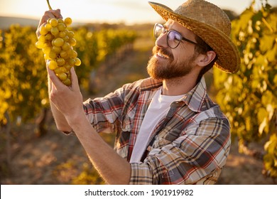 Cheerful bearded male farmer in glasses and hat smiling and inspecting bunch of fresh grapes during harvest on vineyard - Powered by Shutterstock