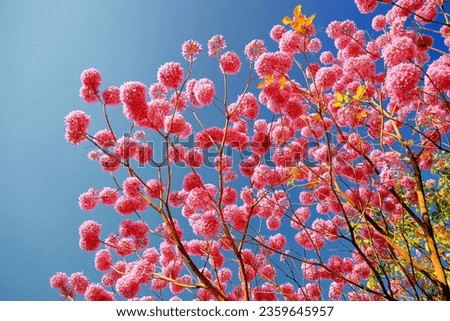 Cheerful and beautiful Rosy Trumpet Tree flower against clear blue sky, in chengching Lake,High quality photo photographed in Kaohsiung City,Taiwan.Use in branding, screensavers, websites, etc.