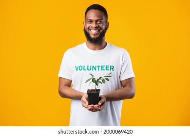 Cheerful Black Male Volunteer Holding Green Plant In A Pot Posing Smiling To Camera Standing Over Yellow Studio Background. Protection Of Environment And Nature. Ecology Concept - Powered by Shutterstock