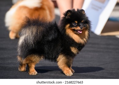A cheerful black and tan Pomeranian stands on a black carpet and smiles, sticking out his tongue. The dog is illuminated by bright sunlight. Close-up.