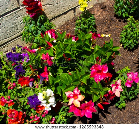 Cheerful bright single  colorful flowers of  annual  petunias family Solanaceae and snapdragon blooming in a massed garden bed in early summer are colorful and decorative for many months.
