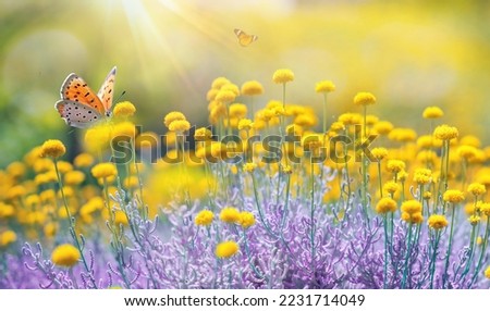 Cheerful buoyant spring summer shot of yellow Santolina flowers and butterflies in meadow in nature outdoors on bright sunny day, macro. Soft selective focus.