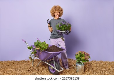 Cheerful curly woman clenches fist plants flowers in pot busy with gardening poses against purple background near wheelbarrow with soil and watering can. Cultivating and flower bed organisation