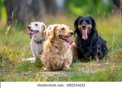 Cheerful And Cute Group Of Small Breed On Nature Background. Animals And Dogs.