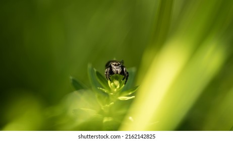 Cheerful Cute Spider Runs On The Grass, Incredible Wildlife