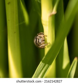 Cheerful Cute Spider Runs On The Grass, Incredible Wildlife