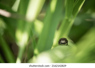 Cheerful Cute Spider Runs On The Grass, Incredible Wildlife