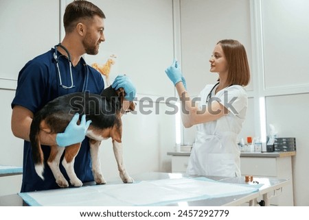 Cheerful doctors. Two veterinarians are working with beagle dog in clinic.