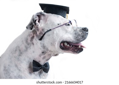 a cheerful dog in clothes. Dog Master of Science graduate with glasses, business look
