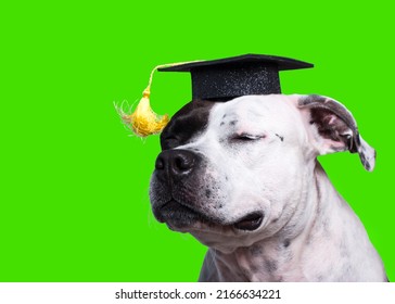 a cheerful dog in clothes. Dog Master of Science graduate with glasses, business look