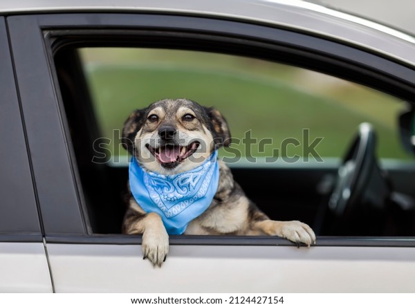 cheerful dog\
looks out of the window of a passing\
car