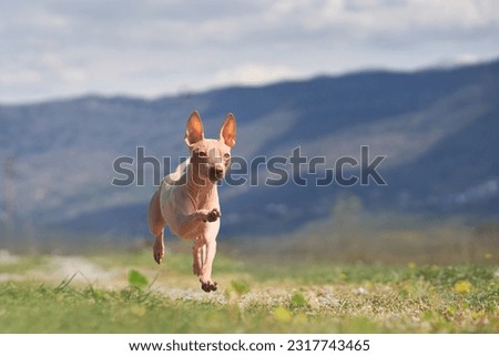 cheerful dog running. American Hairless Terrier. movement, funny, happy, wide angle, joke 