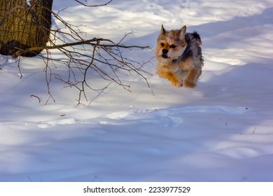Cheerful dog without a pedigree runs through the snow - Shutterstock ID 2233977529