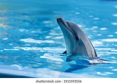 A cheerful dolphin performs at a show at the dolphinarium. Head over water. The smile of an animal. Training