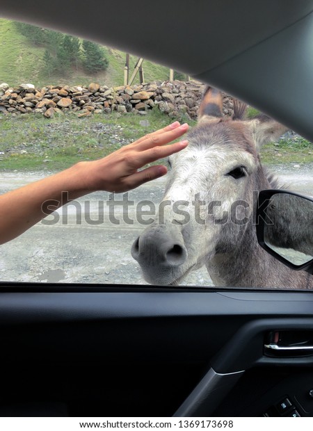 Cheerful donkey says\
hello to driver. Man in a car caressed by a man and pets the\
donkey. Cross over car. People and animals. Mountains landscape.\
Georgia, Juta, Asia.