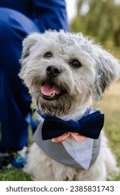 A cheerful fluffy dog wearing a bow tie and vest, looking happy with its tongue out, outdoors - Shutterstock ID 2385831743