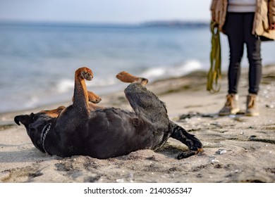 Cheerful Funny Big Dog Somersaults And Fools Around On A Sandy Beach Near The Blue Sea With White Waves And His Young Mistress