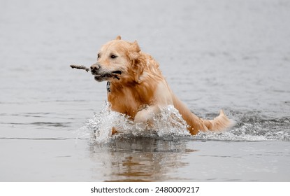 Cheerful Golden Retriever Runs Through Water Along River Bank, Splashing In Autumn - Powered by Shutterstock