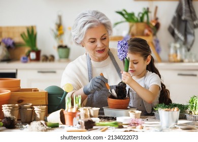 Cheerful granny and smiling granddaughter transplanting spring flower in pot while sitting together at table in kitchen