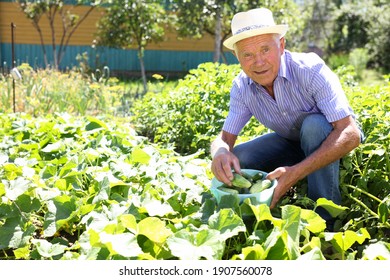 cheerful gray-haired man with harvest of cucumbers on his farm