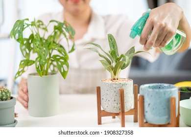 Cheerful happy Asian woman watering a small houseplant in the room close up, gently water a plants by using water spray. Asian happy girl enjoy planting and watering a cactus  and houseplant. - Powered by Shutterstock