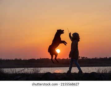 Cheerful Happy Young Girl In Warm Clothes Walks And Plays With Her Funny Brave Strong Guard Dog Of Rottweiler Breed Teasing Her With Small Stick, Against Backdrop Of Small Lake And Bright Warm Sunset