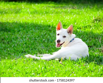A cheerful and healthy young white male dog, wearing a collar, looking at the camera on the green lawn. - Shutterstock ID 1758124397