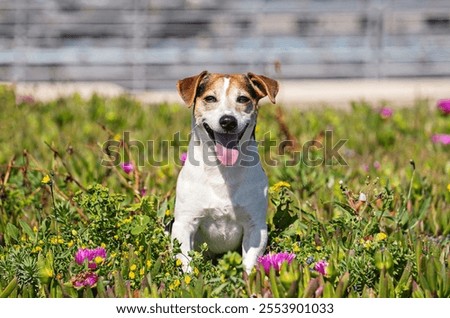 Image, Stock Photo Jack Russell Terrier Dog with Yellow Spiky Ball Toy on Sofa