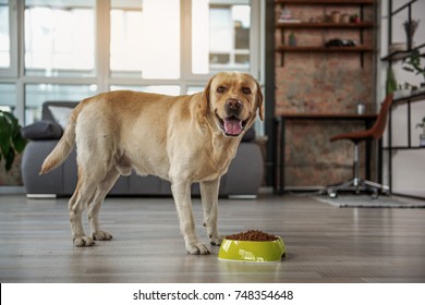 Cheerful Labrador Eating Food From Bowl