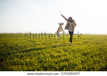 Cheerful labrador retriever dog runs and jumps for the stick in the field with its owner on a sunny spring day. Young playful dog being active on the green grass. Happy pet concept